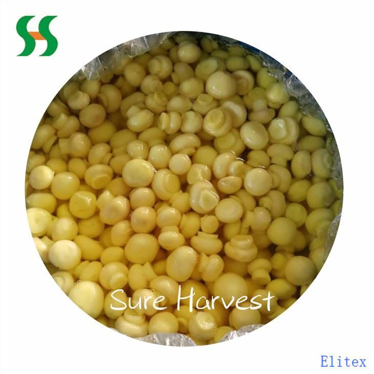 Salted Whole Mushroom In SO2 In Drum